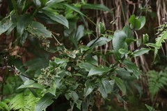 Hedyotis eualata var. agastyamalayana